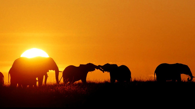 African Elephants, Masaai Mara, Kenya, Africa